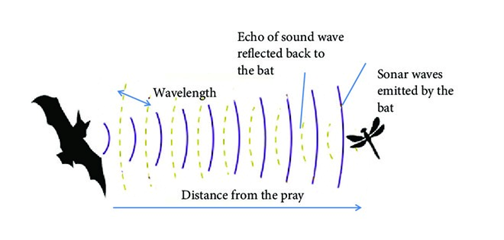 Bat’s frequency-tuning methods