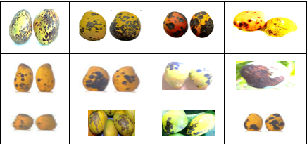 Pathogenicity tests of different mango species