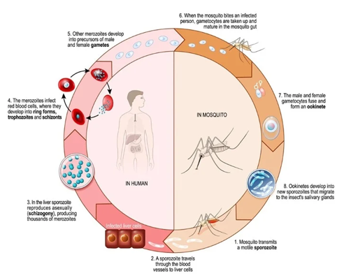 Life Cycle of Plasmodium Parasite [25].