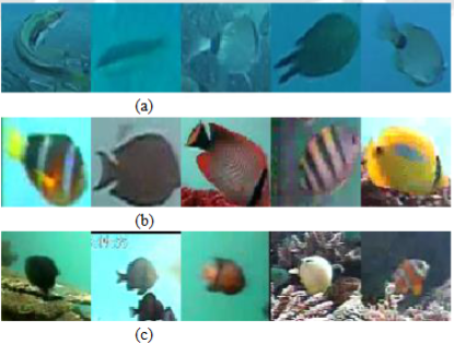 Sample images. (a) Croatian dataset (b) Fish CLEF(c) Fish 4 Knowledge dataset