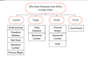 Microbial Diseases that affect different parts in the mango trees.