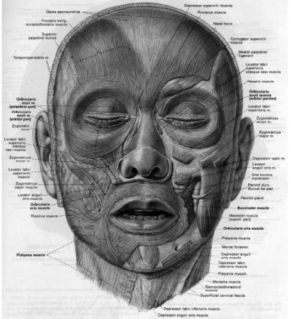Human Facial Muscles