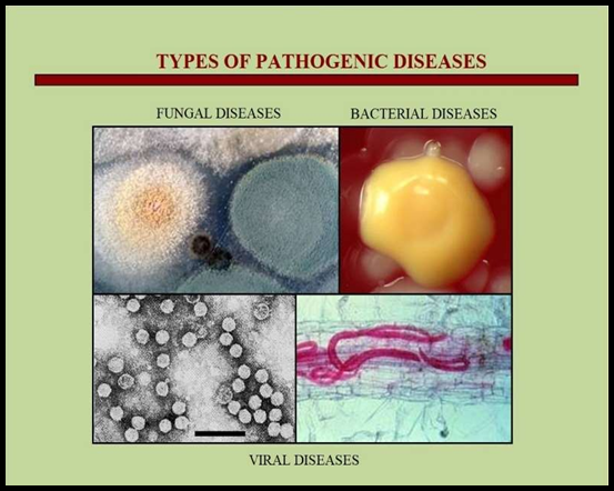Types of Pathogenic Diseases