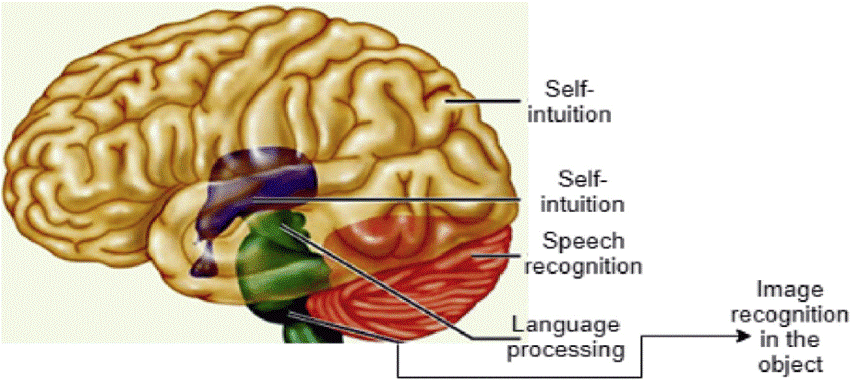 Human brain and individual cells
